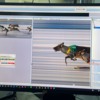 Reindeer racing from OPTI3 camera: The ALGE OPTI 3 cameras take nice images and we received hours of additional training on operation and best practices